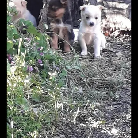 Casa de hóspedes Chora